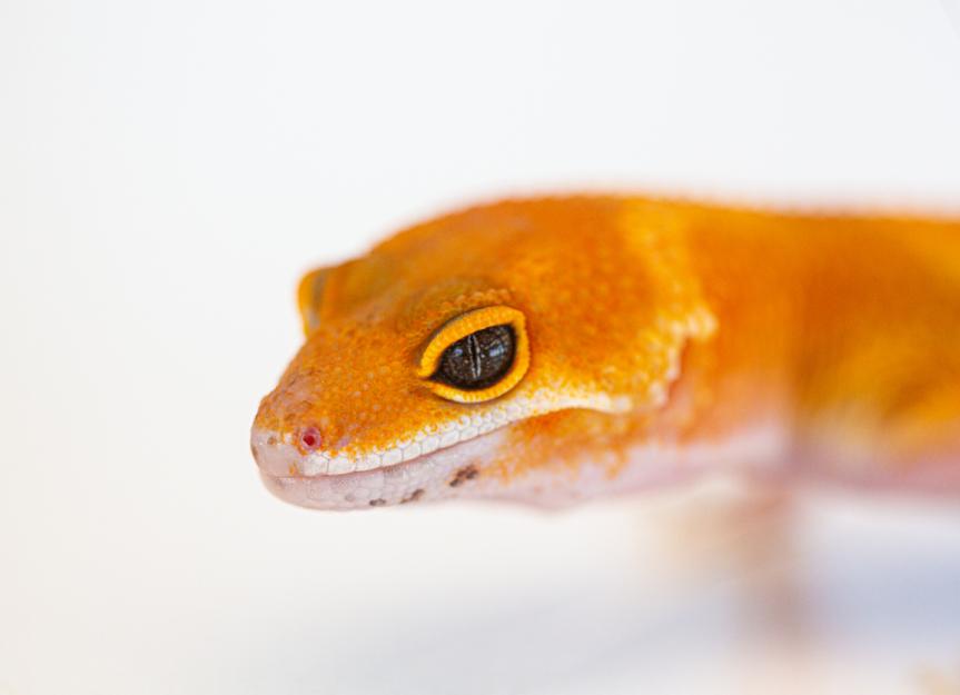 Types of Leopard Geckos PetMD